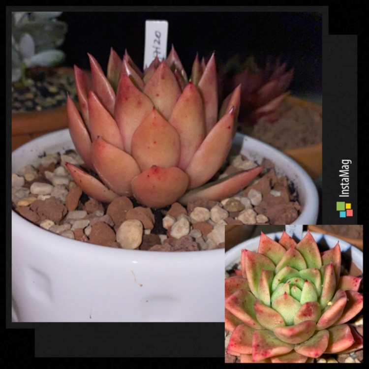 Plant image Echeveria Agavoides Pioneer