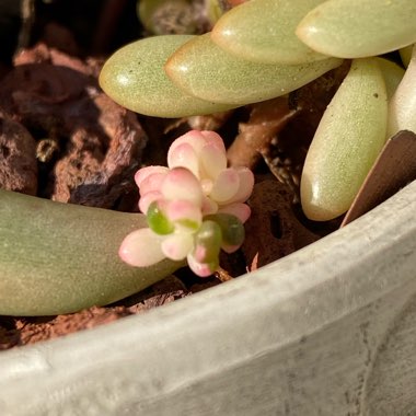 Sedum Rubrotinctum 'Aurora'