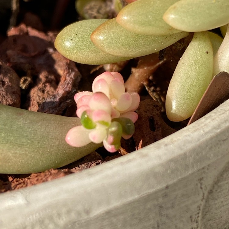 plant image 1357986