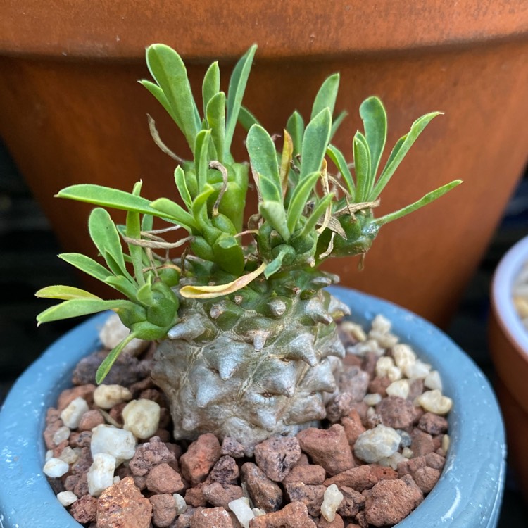 Plant image Euphorbia x japonica syn. Euphorbia cv. Cocklebur