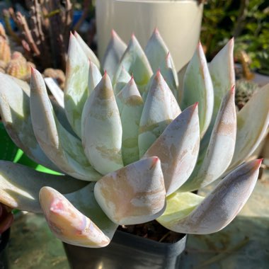 Echeveria Colorata