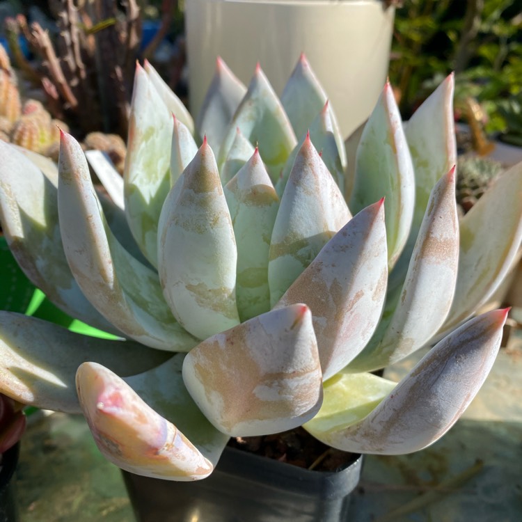 plant image 1359769