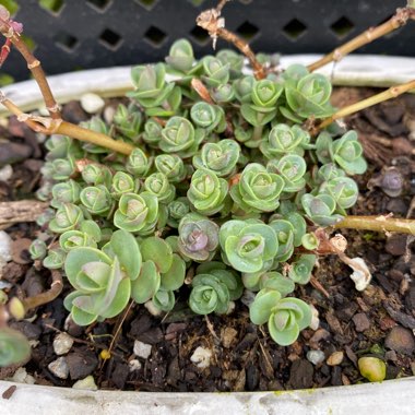 Hylotelephium Sunsparkler Lime Zinger