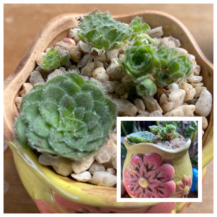 plant image 1368480