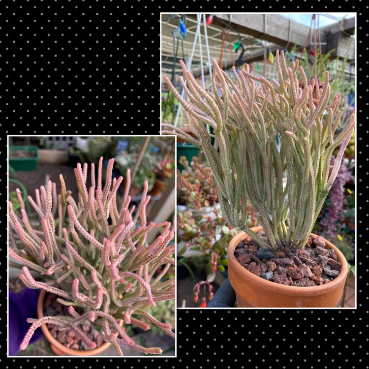Plant image Crassula muscosa var. variegata