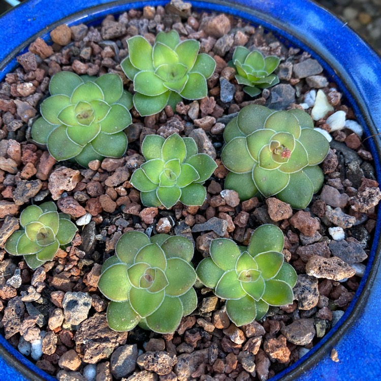 Plant image Crassula 'Orbicularis'
