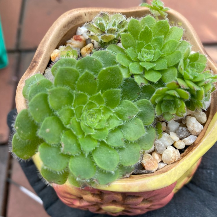 plant image 1381154