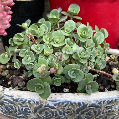 Hylotelephium Sunsparkler Lime Zinger