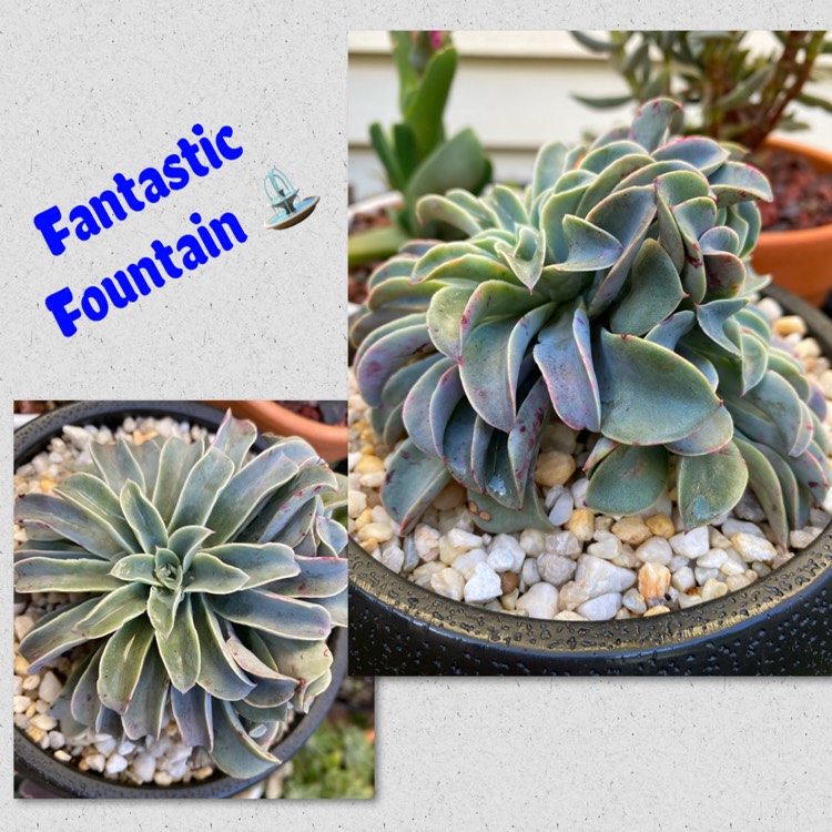 plant image 1386084