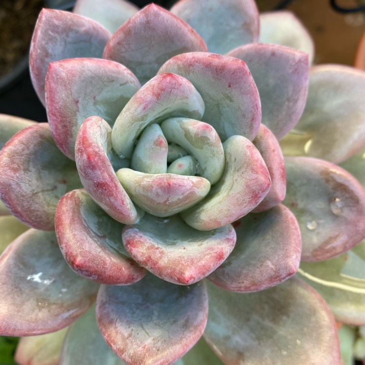plant image 1386190