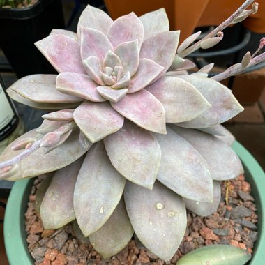 Graptopetalum Superbum