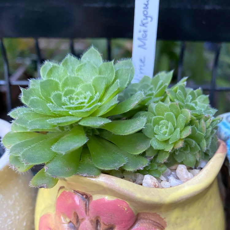 Plant image Aeonium Hime Meikyou