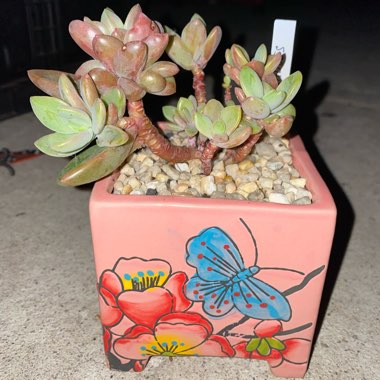 Echeveria Manaudes
