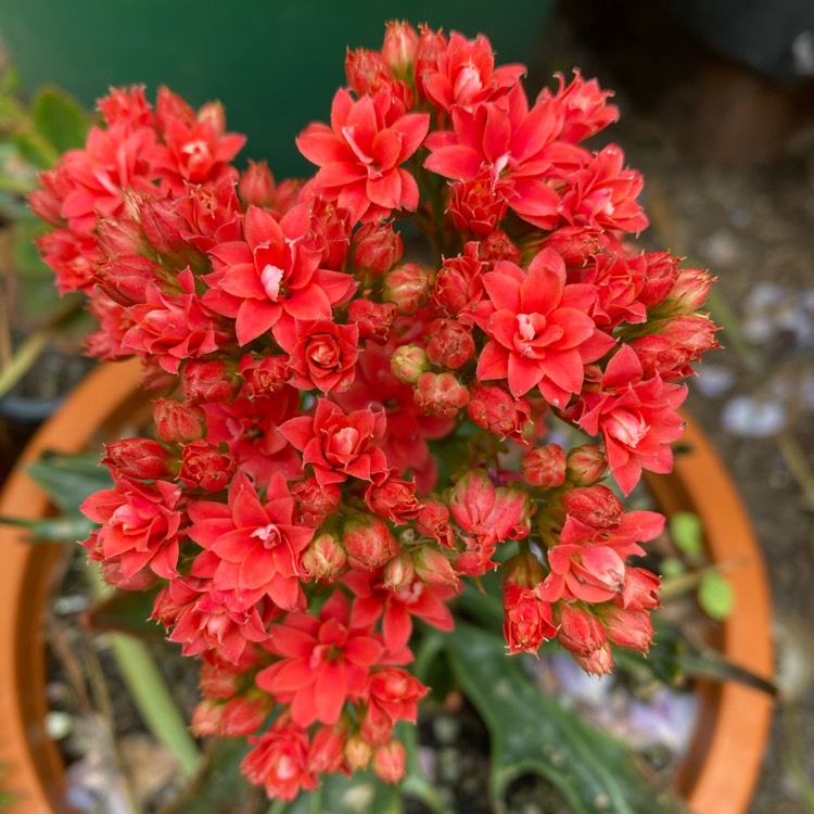 plant image 1398138