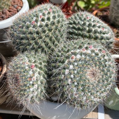 Mammillaria hahniana