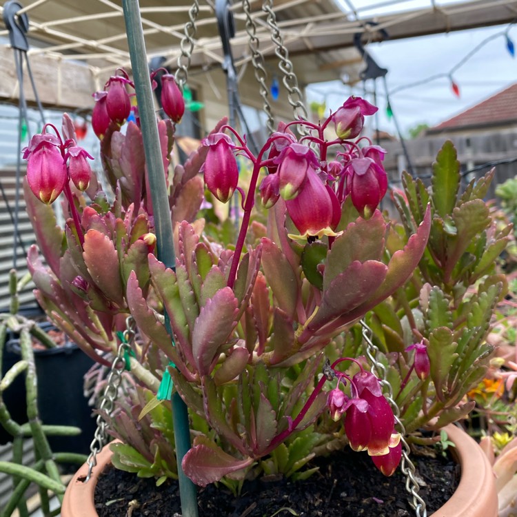 plant image 1401960