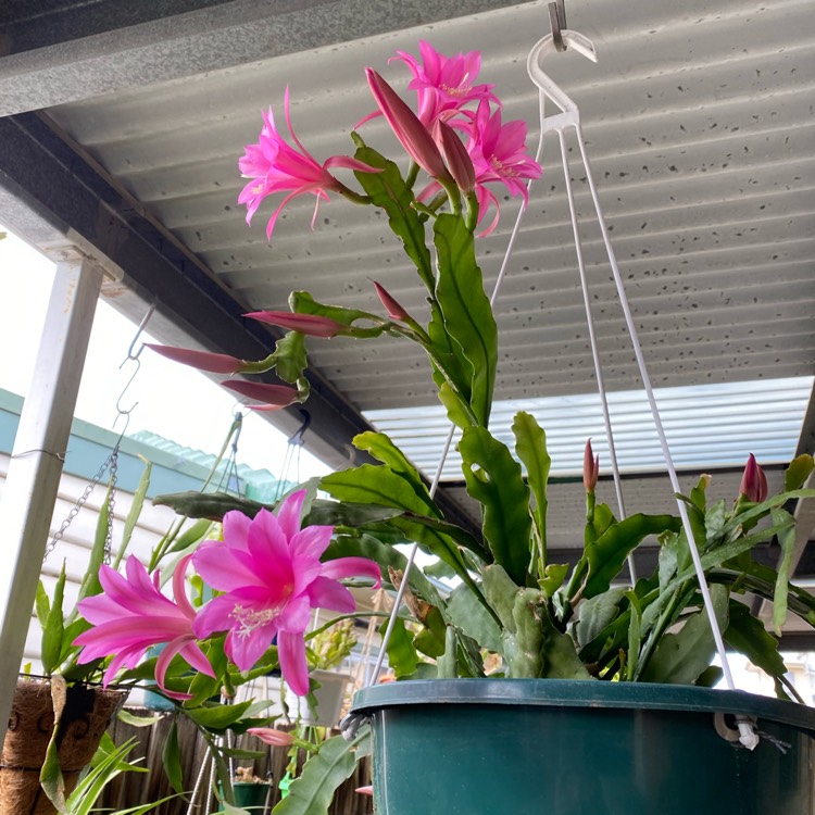 plant image 1404771