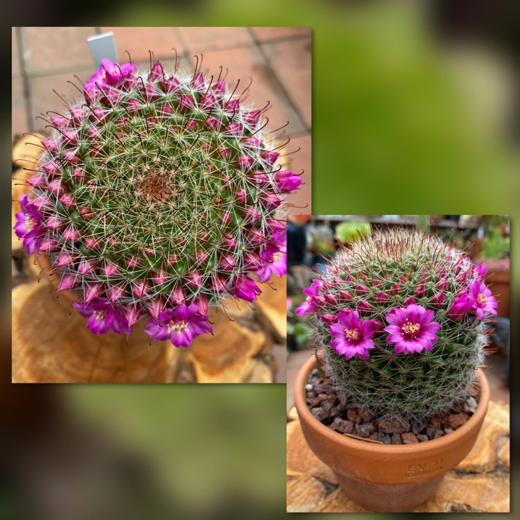 plant image 1404773