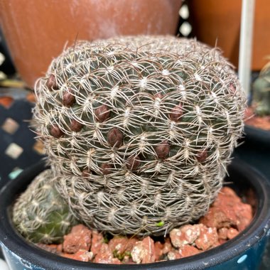 Rebutia glomeriseta syn. Sulcorebutia candiae, Rebutia candiae, Sulcorebutia arenacea var. candiae