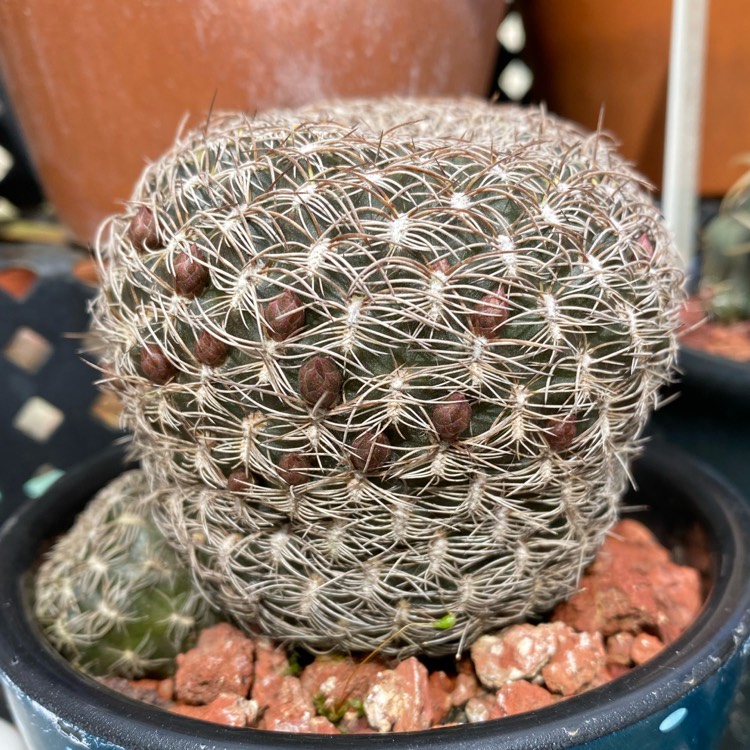 plant image 1404776