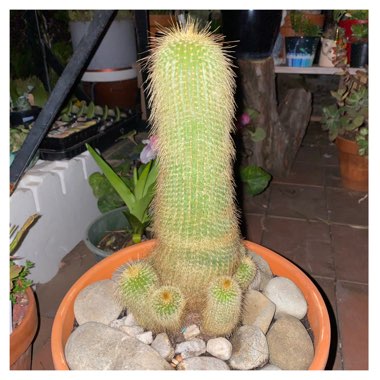 Parodia leninghausii