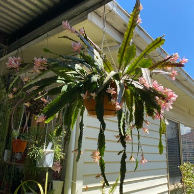 Disocactus phyllanthoides german empress