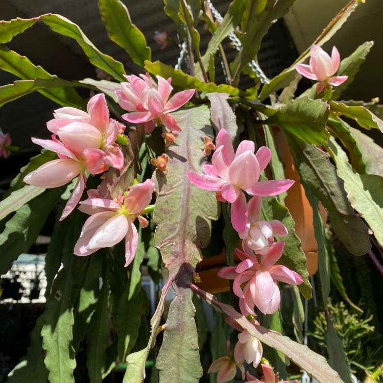 plant image 1411399 plant image 1411399