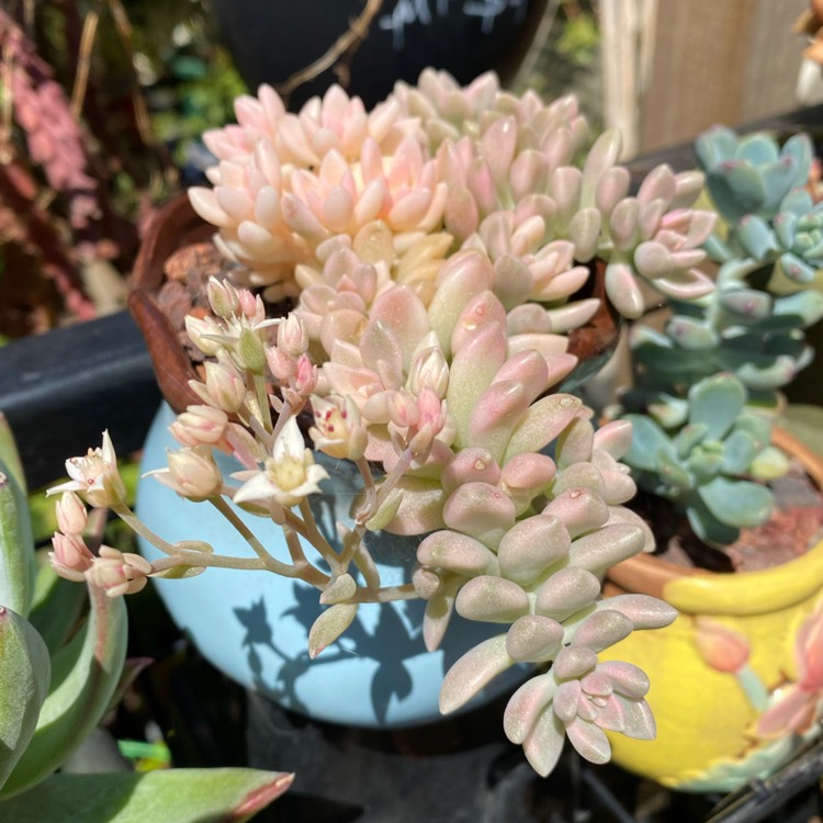 plant image 1411401