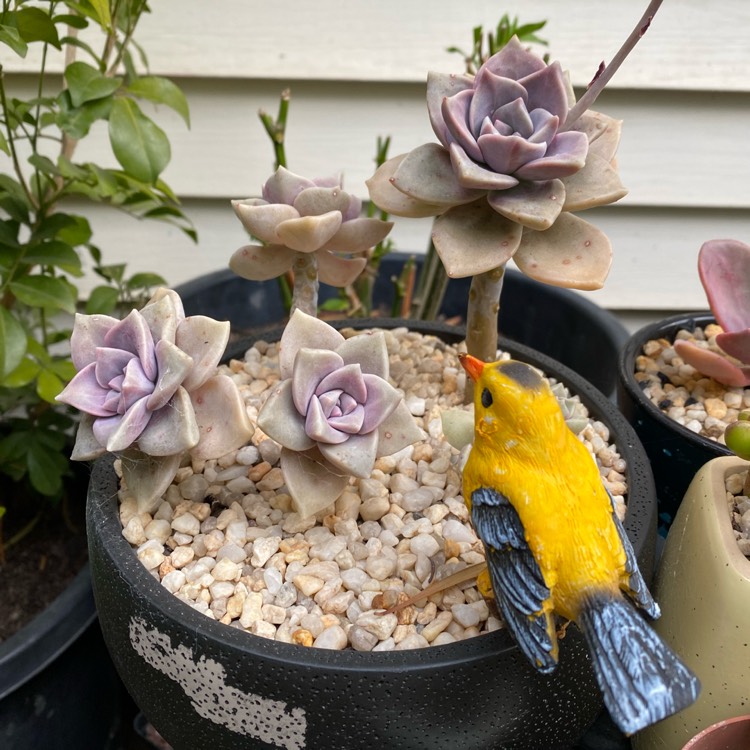 plant image 1411438 plant image 1411438