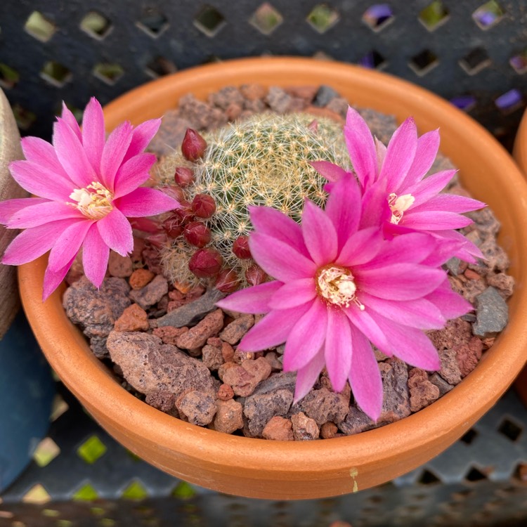 Plant image Rebutia Pink Sensation