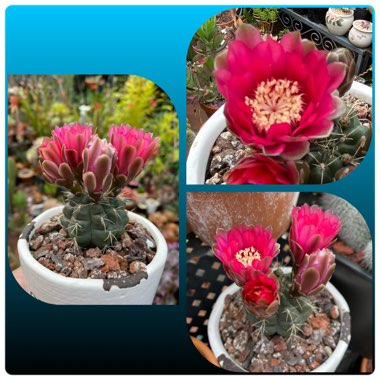 Gymnocalycium baldianum
