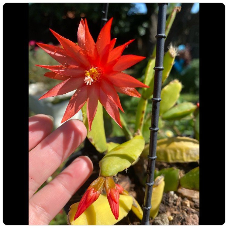 Plant image Hatiora Gaetneri Red