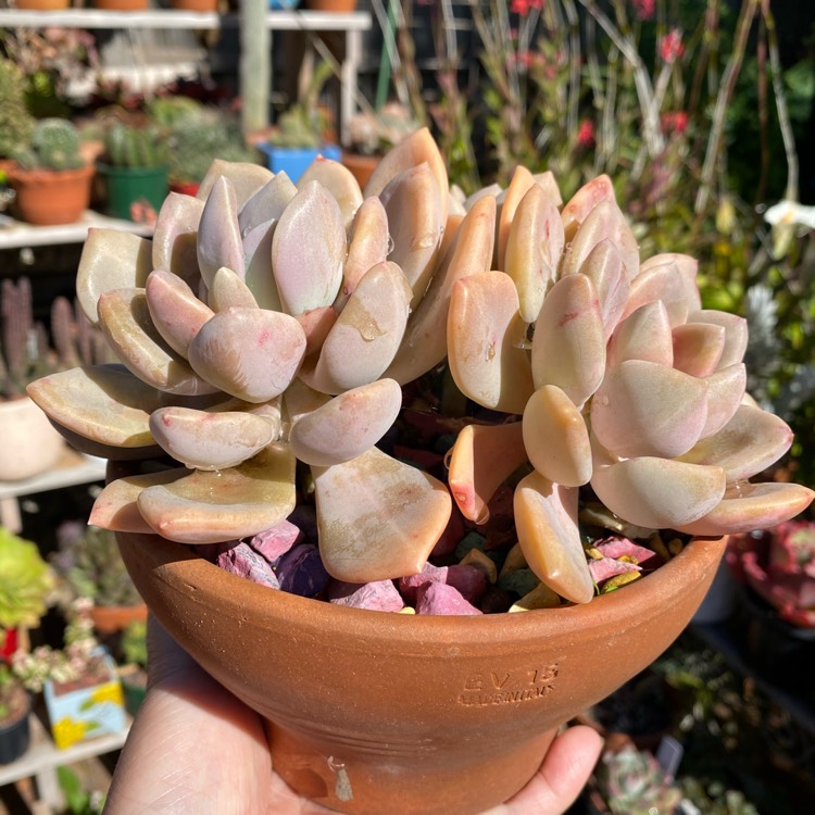 plant image 1415648