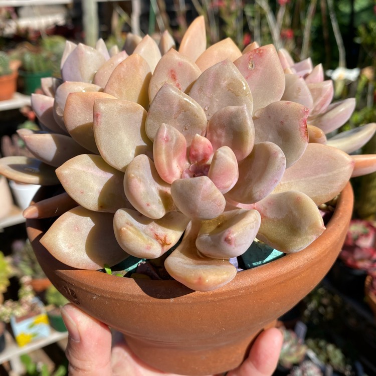 Plant image x Pachyveria Light And Lovely