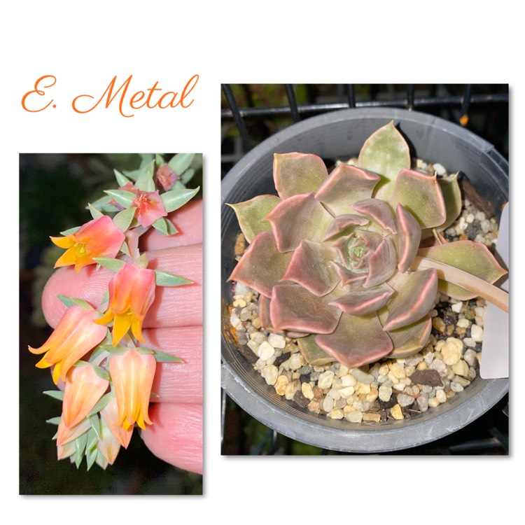 Plant image Echeveria Metal