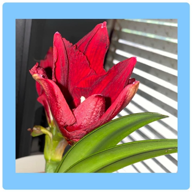 plant image 1418331