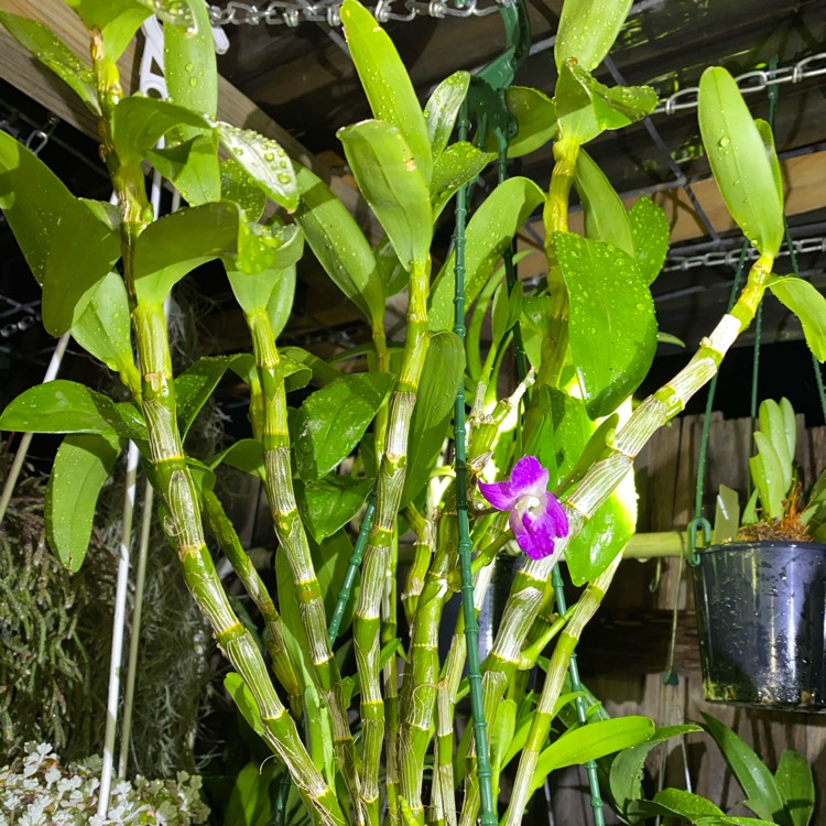 Plant image Dendrobium Hamana Lake 'Dream'