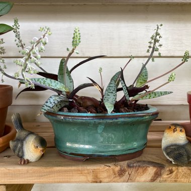 Ledebouria socialis syn. Scilla violaceum
