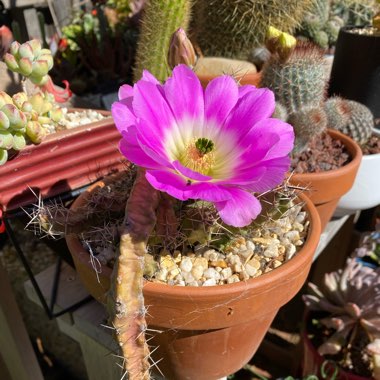 Echinocereus Pentalophus