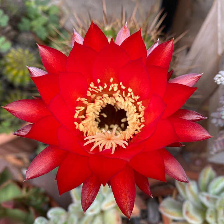 Plant image Echinopsis huascha