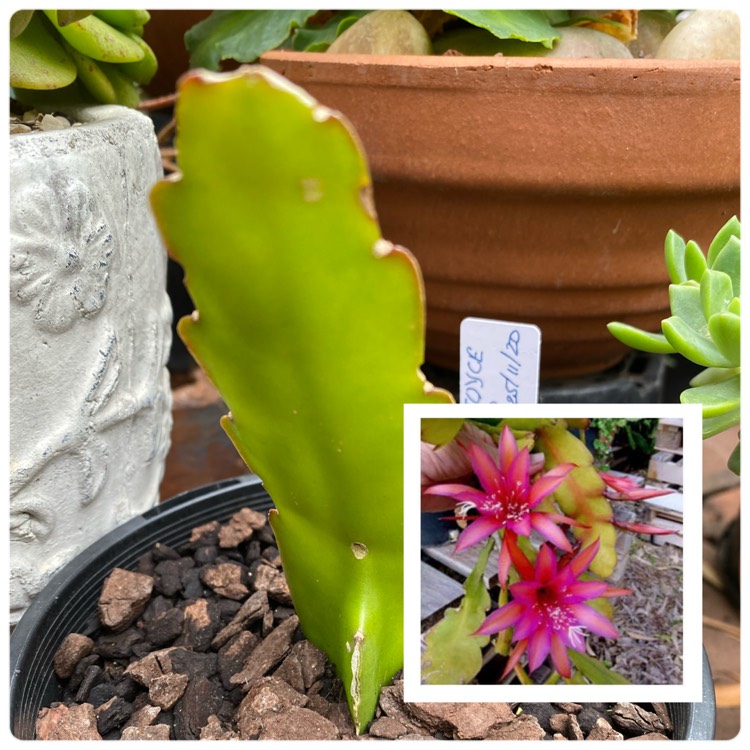 plant image 1423179
