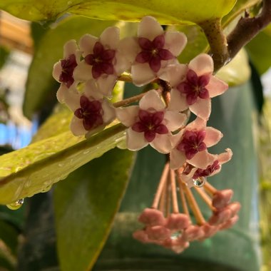 Hoya Obovata