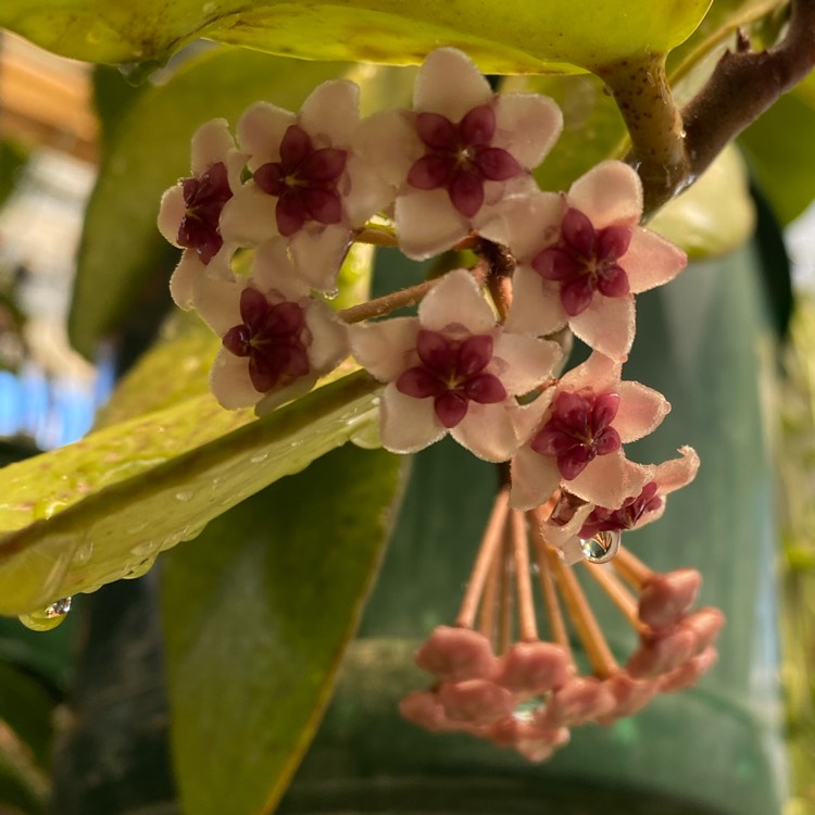 Plant image Hoya Obovata