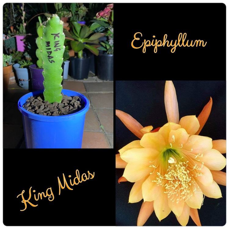 plant image 1426913