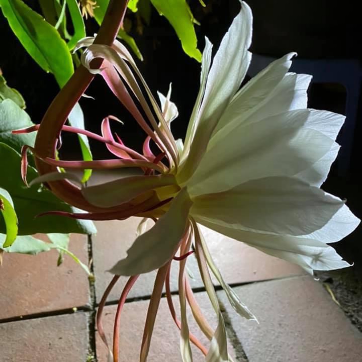 plant image 1427090
