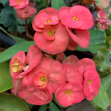 Euphorbia Milii 'Giant Thai Red'