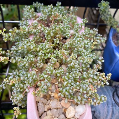 Crassula Corallina subsp. Corallina