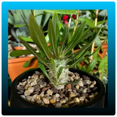 Pachypodium Horombense