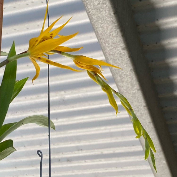 Plant image Brassia Orchid