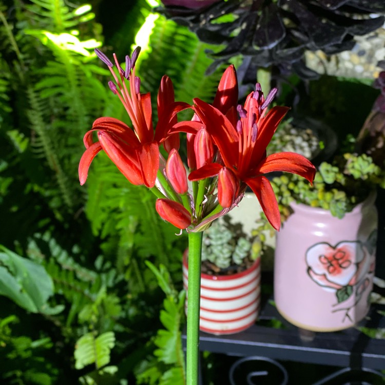 plant image 1445132 plant image 1445132